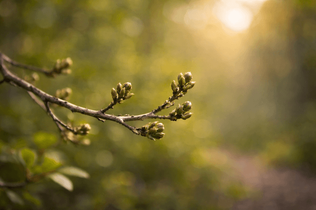 Tight buds on a branch in soft morning light